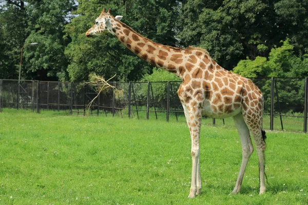 Garantia Polónia Julho 2017 Girafa Zoológico Varsóvia Polônia — Fotografia de Stock