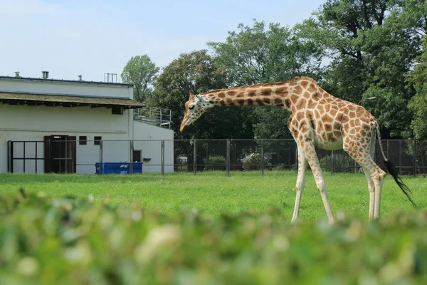 Varşova, Polonya-3 Temmuz 2017: zürafa, Varşova Hayvanat Bahçesi, Polonya