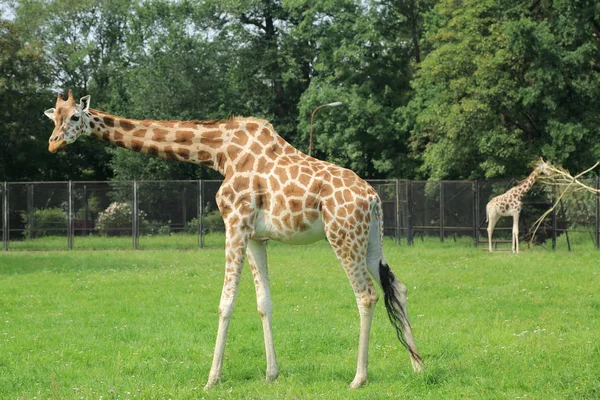 Garantia Polónia Agosto 2017 Adorável Animal Zoológico Varsóvia Polônia — Fotografia de Stock