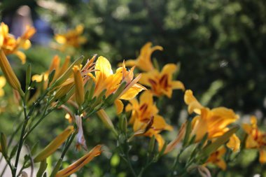 Yaz aylarında güzel Lilly çiçekler açık seçilmiş odak görüntü