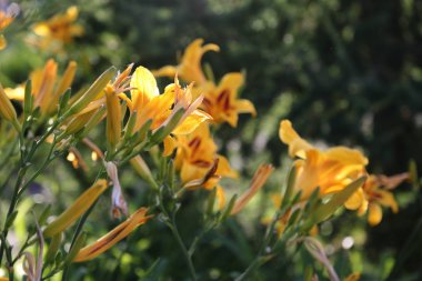 Yaz aylarında güzel Lilly çiçekler açık seçilmiş odak görüntü