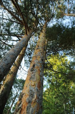 Çam ağacı ormanı açık görüntü