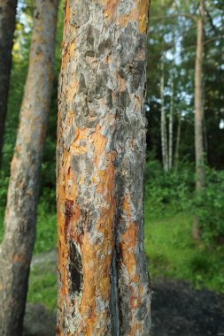 Çam ağacı ormanı açık görüntü