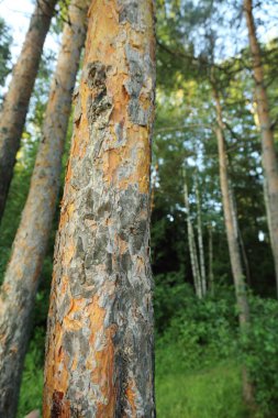 Çam ağacı ormanı açık görüntü