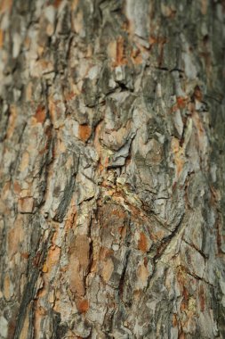 çam ağacı dokulu arka plan