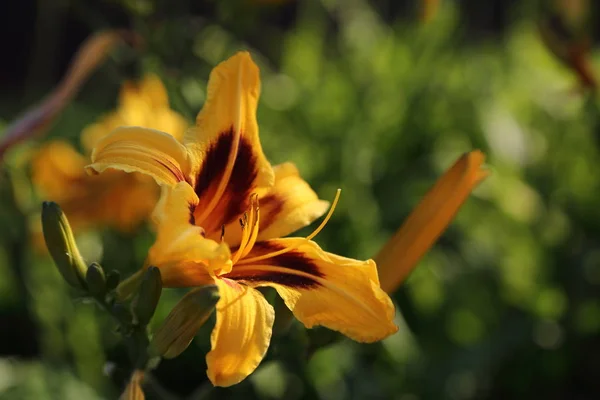 Yaz Aylarında Güzel Lilly Çiçekler Açık Seçilmiş Odak Görüntü — Stok fotoğraf