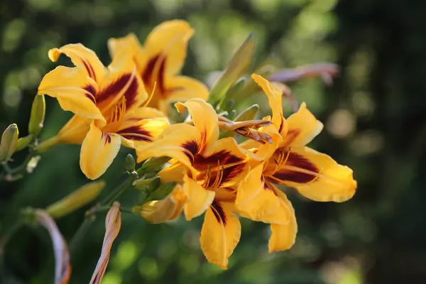 Imagen Enfoque Seleccionado Aire Libre Hermosas Flores Lilly Verano — Foto de Stock