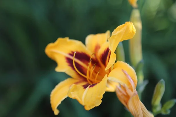 Imagem Foco Livre Selecionado Belas Flores Lírio Verão — Fotografia de Stock