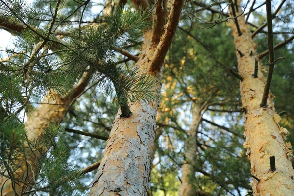 Utomhusbild Tallskog — Stockfoto