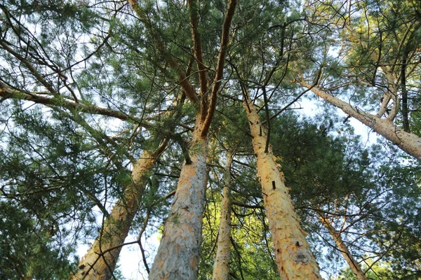 Imagem Livre Floresta Pinheiros — Fotografia de Stock