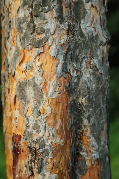 Utomhusbild Tallskog — Stockfoto