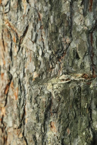 çam ağacı dokulu arka plan