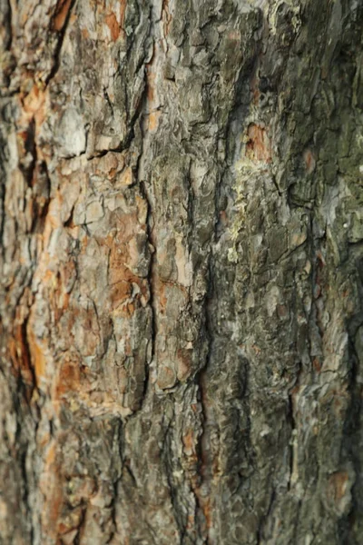 Tallträd Texturerad Bakgrund — Stockfoto