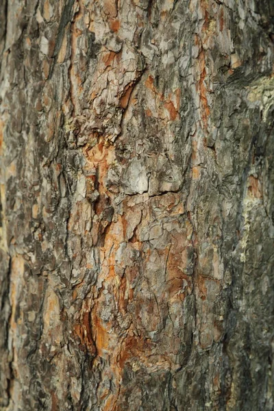 Pino Albero Testurizzato Sfondo — Foto Stock