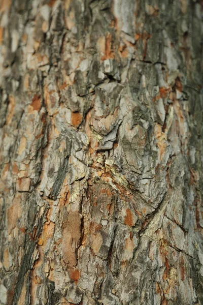 çam ağacı dokulu arka plan