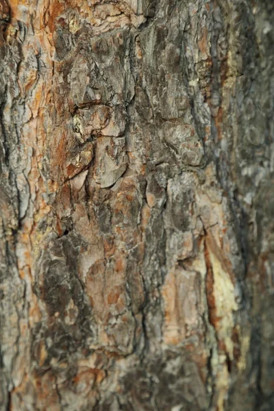 Текстурований Фон Соснового Дерева — стокове фото