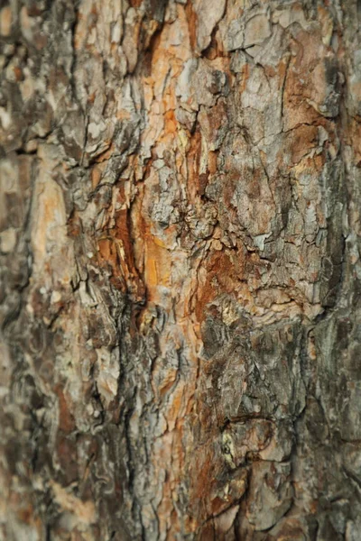 Текстурований Фон Соснового Дерева — стокове фото