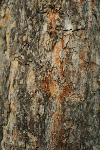 Pino Albero Testurizzato Sfondo — Foto Stock