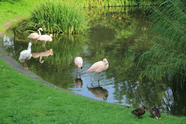 Varşova, Polonya - 3 Ağustos 2017