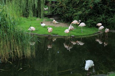 Varşova, Polonya - 3 Ağustos 2017: Flamingo Varşova Hayvanat Bahçesi, Polonya