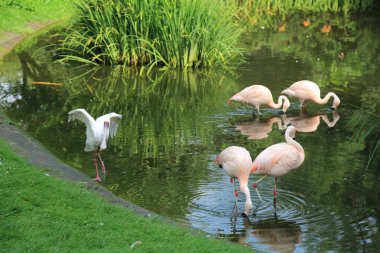Varşova, Polonya - 3 Ağustos 2017: Flamingo Varşova Hayvanat Bahçesi, Polonya