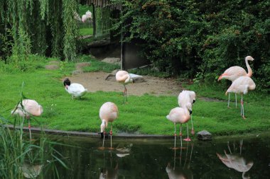 Varşova, Polonya - 3 Ağustos 2017: Flamingo Varşova Hayvanat Bahçesi, Polonya