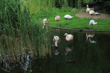 Varşova, Polonya - 3 Ağustos 2017: Flamingo Varşova Hayvanat Bahçesi, Polonya