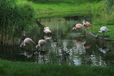 Flamingo, Varşova Hayvanat Bahçesi, Polonya