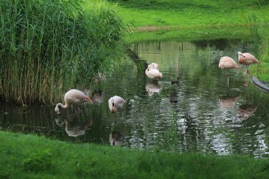Flamingo, Varşova Hayvanat Bahçesi, Polonya