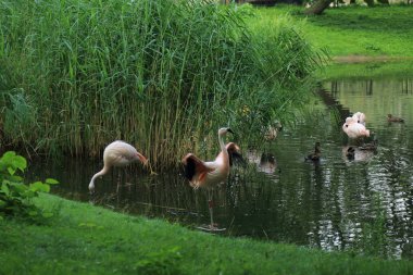 Flamingo, Varşova Hayvanat Bahçesi, Polonya
