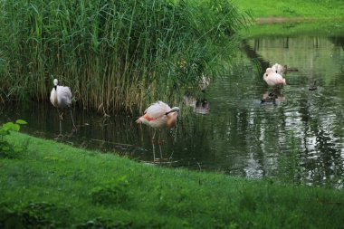 Flamingo, Varşova Hayvanat Bahçesi, Polonya