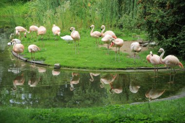 Flamingo, Varşova Hayvanat Bahçesi, Polonya