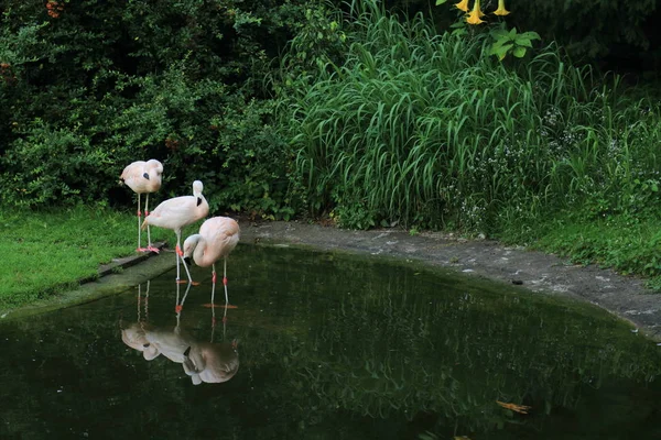 ワルシャワ動物園のフラミンゴ ポーランド — ストック写真