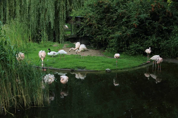 Flamant Rose Dans Zoo Varsovie Pologne — Photo