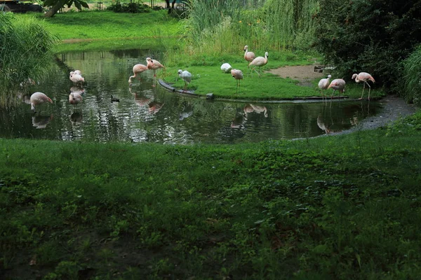 Flamingo, Varşova Hayvanat Bahçesi, Polonya
