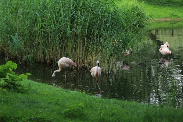 Flamant Rose Dans Zoo Varsovie Pologne — Photo