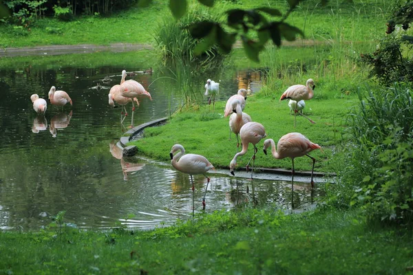 Flamingo Warszawa Zoo Polen — Stockfoto