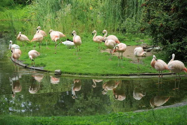 Flamingo, Varşova Hayvanat Bahçesi, Polonya