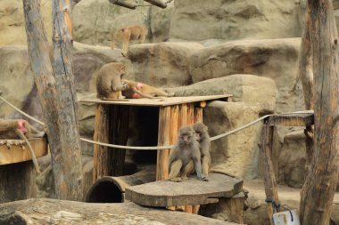 Varşova, Polonya - 3 Ağustos 2017: Maymun In Varşova Hayvanat Bahçesi, Polonya