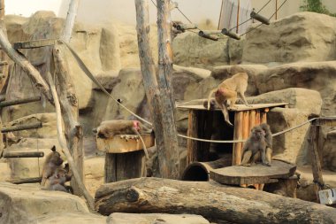 Varşova, Polonya - 3 Ağustos 2017: Maymun In Varşova Hayvanat Bahçesi, Polonya