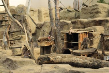 Varşova, Polonya - 3 Ağustos 2017: Maymun In Varşova Hayvanat Bahçesi, Polonya