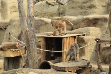 Varşova, Polonya - 3 Ağustos 2017: Maymun In Varşova Hayvanat Bahçesi, Polonya