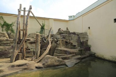 Varşova, Polonya - 3 Ağustos 2017: Maymun In Varşova Hayvanat Bahçesi, Polonya