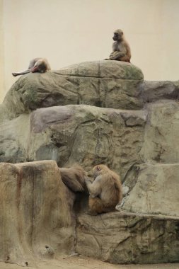 Varşova, Polonya - 3 Ağustos 2017: Maymun In Varşova Hayvanat Bahçesi, Polonya