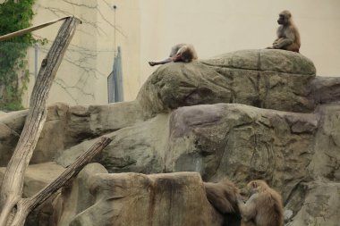 Varşova, Polonya - 3 Ağustos 2017: Maymun In Varşova Hayvanat Bahçesi, Polonya