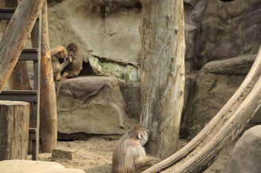 Varşova, Polonya - 3 Ağustos 2017: Maymun In Varşova Hayvanat Bahçesi, Polonya