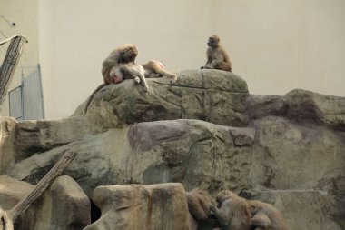 Varşova, Polonya - 3 Ağustos 2017: Maymun In Varşova Hayvanat Bahçesi, Polonya