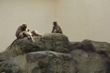 Varşova, Polonya - 3 Ağustos 2017: Maymun In Varşova Hayvanat Bahçesi, Polonya