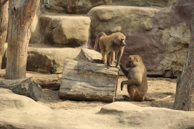 Varşova, Polonya - 3 Ağustos 2017: Maymun In Varşova Hayvanat Bahçesi, Polonya