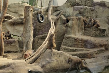 Varşova, Polonya - 3 Ağustos 2017: Maymun In Varşova Hayvanat Bahçesi, Polonya